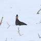 Greater prairie-chicken